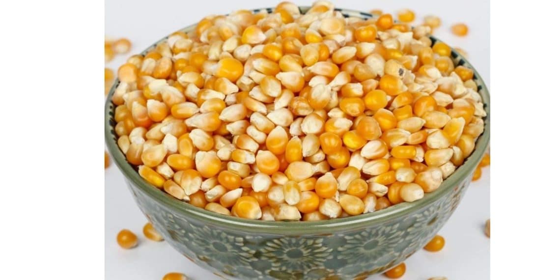 سعر طن الذرة الصفراء اليوم في مصر