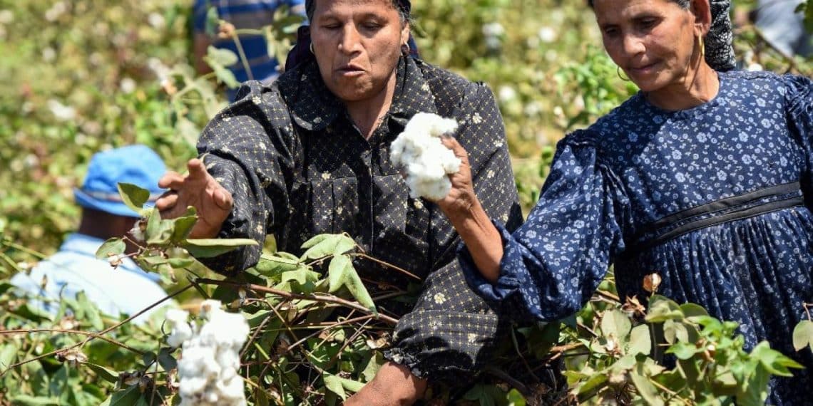 سعر قنطار القطن اليوم في مصر