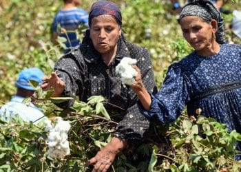 سعر قنطار القطن اليوم في مصر الاثنين 20 نوفمبر 2023 .. المزارعين في سعادة عارمة