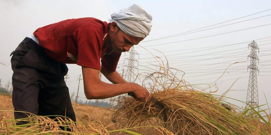 سعر الأرز الشعير اليوم في مصر