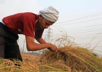 تراجع مفاجئ بشأن سعر الأرز الشعير اليوم في مصر الأحد 22 أكتوبر 2023 .. أكثر من 200 جنيه