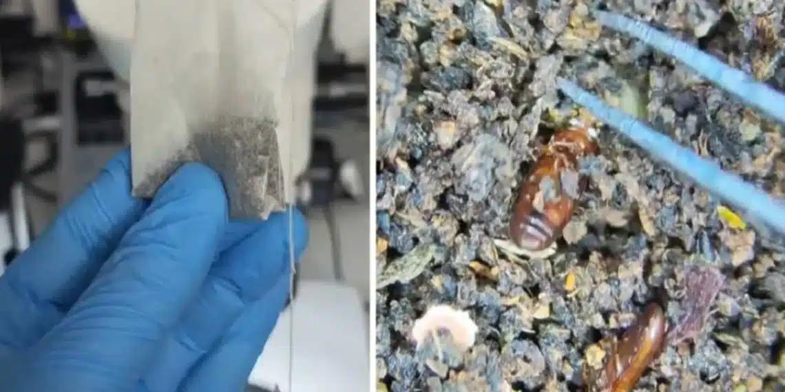 حشرات في أكياس الشاي