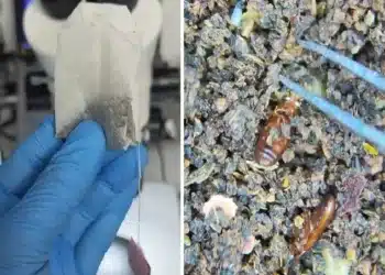 حشرات في أكياس الشاي .. طلب عاجل من هيئة الغذاء السعودية