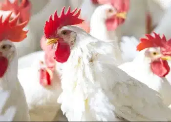 بورصة الدواجن اليوم في مصر الأربعاء 27 ديسمبر 2023 .. مفاجأة سعيدة بشأن سعر الفراخ