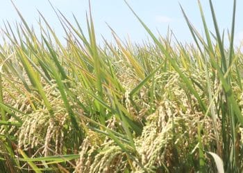 سعر الأرز الشعير اليوم في مصر الخميس 12 أكتوبر 2023 .. لن تتخيل الكيلو وصل كام