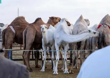 تبدأ من 15 ألف ريال .. أسعار الإبل الفحول والهجن بمهرجان الملك عبد العزيز 2025