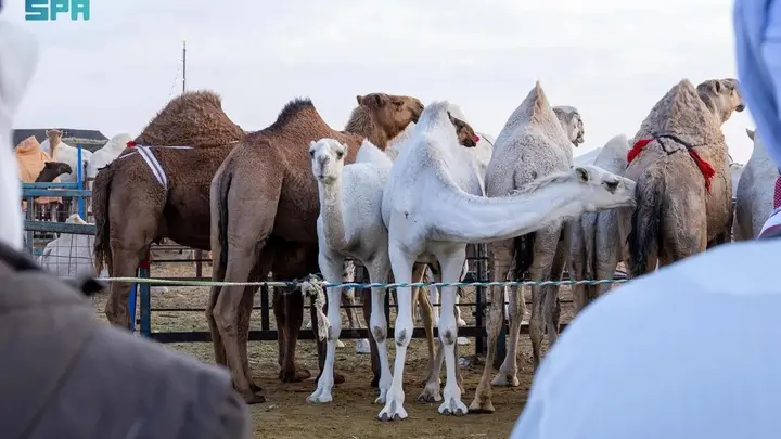 أسعار الإبل