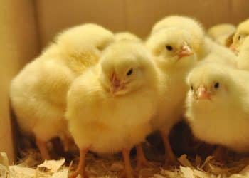 سعر الكتكوت الأبيض اليوم