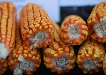 سعر طن الذرة الصفراء اليوم في مصر الاثنين 13 نوفمبر 2023.. فرصة شراء قبل الزيادة الجديدة