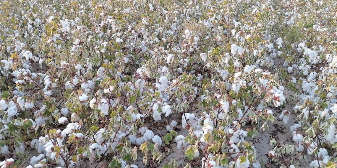 سعر قنطار القطن اليوم في مصر