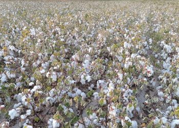 سعر قنطار القطن اليوم في مصر الخميس 23 نوفمبر 2023 .. لن تتخيل مقداره عند التجار