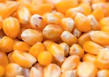 سعر طن الذرة الصفراء اليوم في مصر الثلاثاء 16 أبريل 2024 .. مفاجأة في البرازيلي