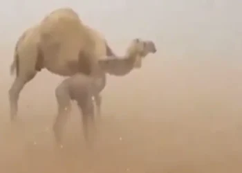 شاهد .. ناقة وصغيرها يتبختران وسط تساقط الثلوج في السعودية