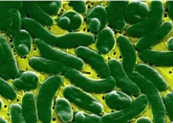 بكتيريا الشغيلا