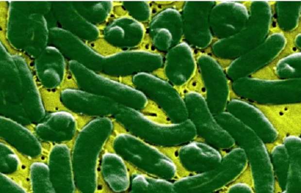 بكتيريا الشغيلا