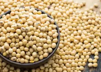 سعر الأعلاف اليوم في مصر الثلاثاء 12 ديسمبر 2023 ..تراجع 200 جنيه قبل قليل