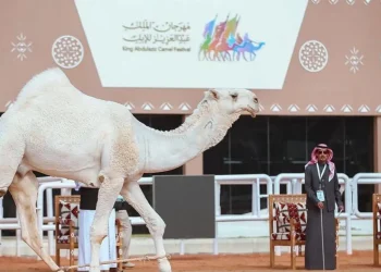 العنود تغرد منفردة في مهرجان الملك عبد العزيز للإبل