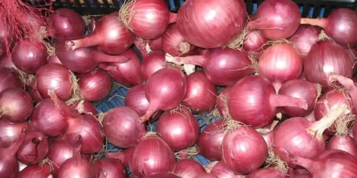 سعر البصل في مصر