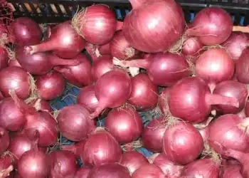 أسعار البصل اليوم في مصر الأربعاء 13 ديسمبر 2023.. صدمة غير متوقعة بالأسواق