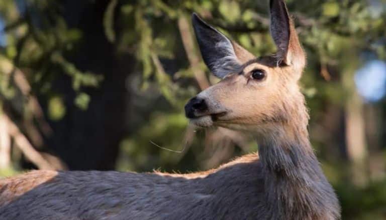 مرض زومبي الغزلان
