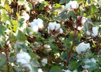 سعر قنطار القطن اليوم في مصر الاثنين 27 نوفمبر 2023 .. مكسب كبير للفلاحين