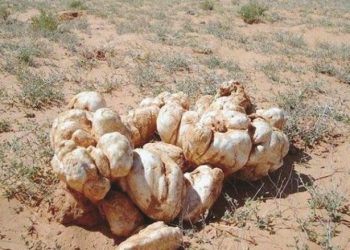 قطف الفقع وتناوله في المقابر