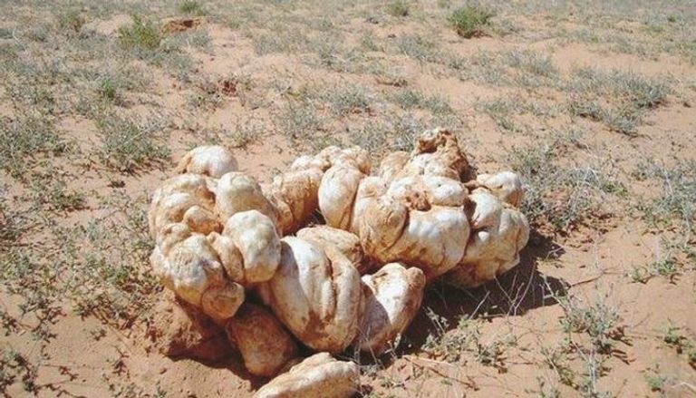 قطف الفقع وتناوله في المقابر