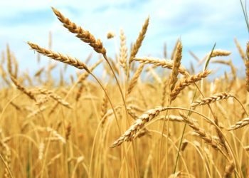 سنابل القمح