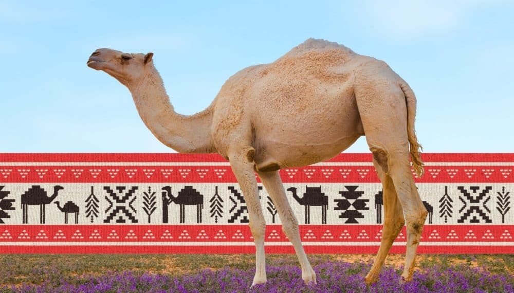 لماذا سمي 2024 بعام الابل