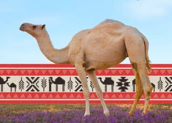 لماذا سمي 2024 بعام الابل