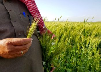 عاجل .. السعودية تدخل موسوعة جينيس في مجال الزراعة