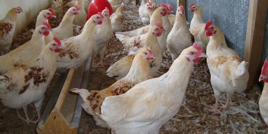 بورصة الدواجن اليوم في مصر