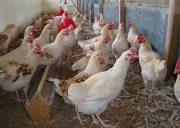 بورصة الدواجن اليوم في مصر السبت 6 يناير 2024 .. خبر صادم بالأسواق قبل قليل