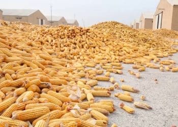 سعر طن الذرة الصفراء اليوم في مصر الخميس 28 ديسمبر 2023 .. ارتفاع مفاجئ وصادم قبل قليل