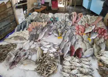 أسعار السمك اليوم في مصر الجمعة 27 أكتوبر 2023 .. زيادة صادمة للمواطنين