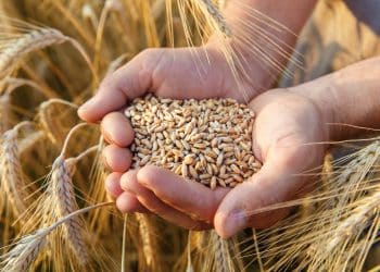 أكثر من 500 جنيه بالطن .. تراجع سعر الأعلاف اليوم في مصر الأربعاء 1 نوفمبر 2023