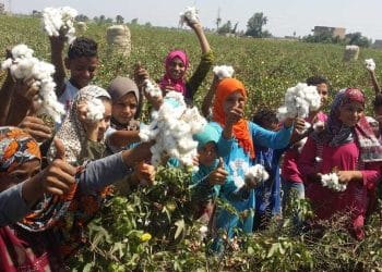 سعر قنطار القطن اليوم في مصر الثلاثاء 23 أبريل 2024 .. فرصة العمر للفلاحين