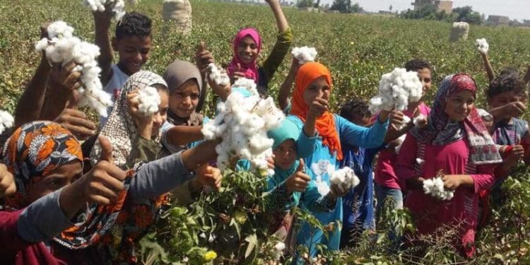 سعر قنطار القطن اليوم في مصر