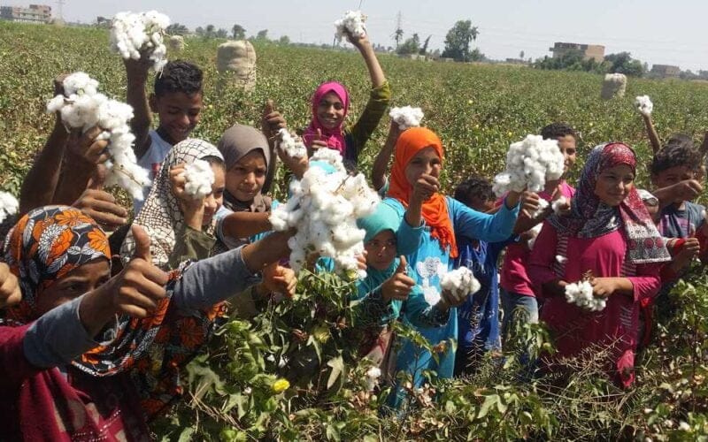 سعر قنطار القطن اليوم في مصر