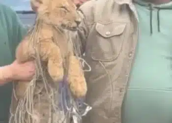 أسد التجمع .. شاهد تفريع الكاميرات يكشف عن مفاجأة صادمة