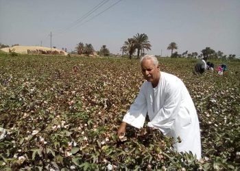 سعر قنطار القطن اليوم في مصر الأحد 28 يناير 2024 .. مفاجأة في أخر مزاد