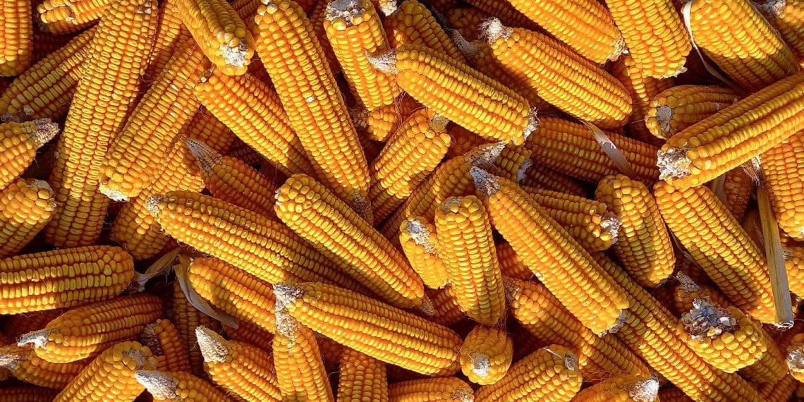 سعر طن الذرة الصفراء اليوم في مصر