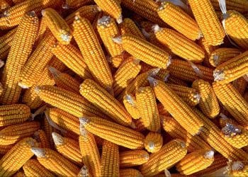 سعر طن الذرة الصفراء اليوم في مصر الاثنين 8 يناير 2024 .. الفرصة مسترة للشراء بثمن غير متوقع