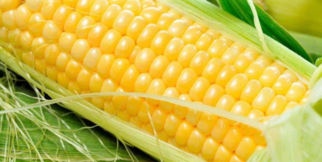 سعر طن الذرة الصفراء اليوم في مصر