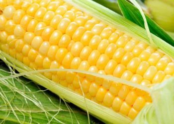 سعر طن الذرة الصفراء اليوم في مصر الاثنين 8 يناير 2024 .. الفرصة مسترة للشراء بثمن غير متوقع