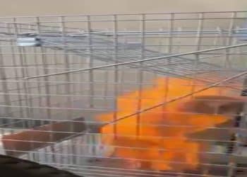 فيديو معنف القطط في الزهران