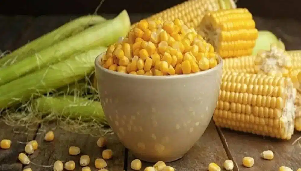 سعر طن الذرة الصفراء اليوم في مصر