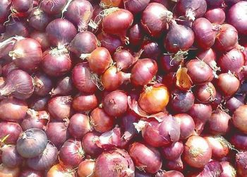 أسعار البصل