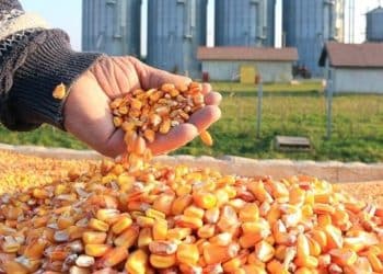 سعر الذرة اليوم في مصر الأحد 7 أكتوبر 2023 .. زيادة كبير في الطن