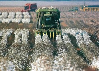 سعر قنطار القطن اليوم في مصر السبت 25 نوفمبر 2023 .. المزارعين يتلقون مفاجأة الآن